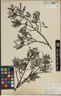 Foto von Salix lapponum L.